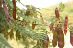 Acacia ferruginea